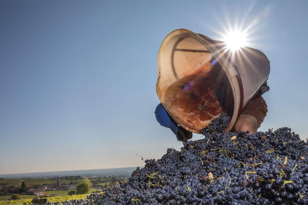 進化するボジョレーヌーヴォー 