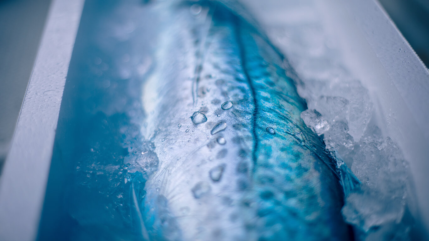 熟練した漁師の技術が生み出した極上のサワラ『藍の鰆（あいのさわら）』